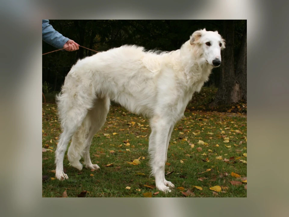 Borzoi dog in a natural setting