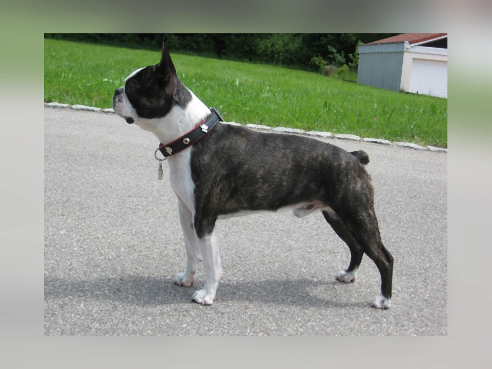 Boston Terrier dog in a natural setting