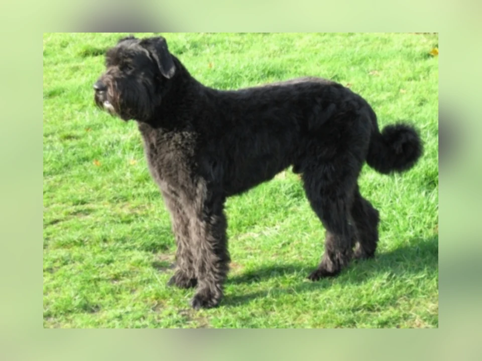 Bouvier des Flandres dog in a natural setting