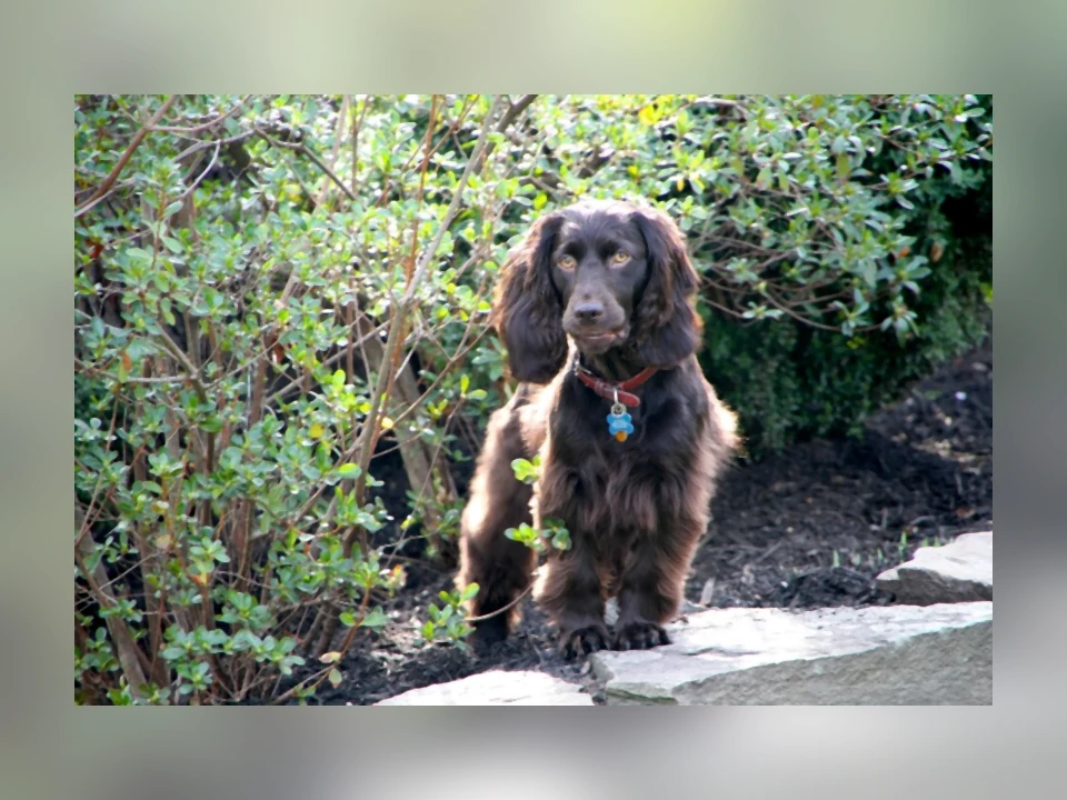 Boykin Spaniel dog in a natural setting