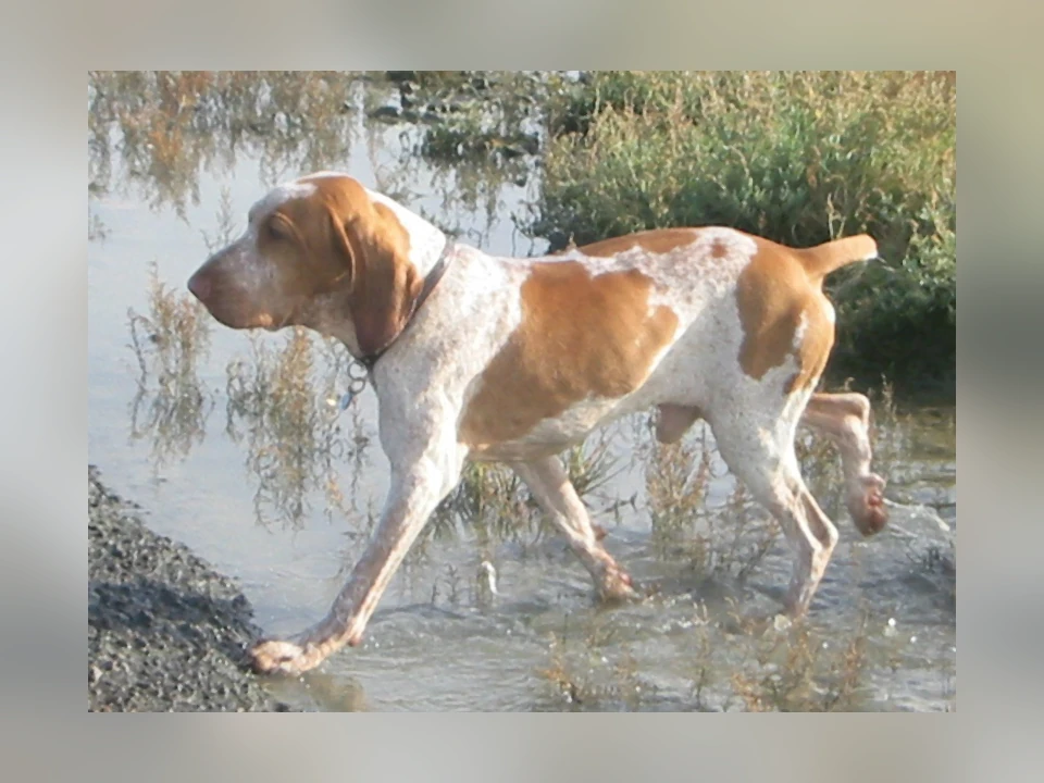 Bracco Italiano dog in a natural setting