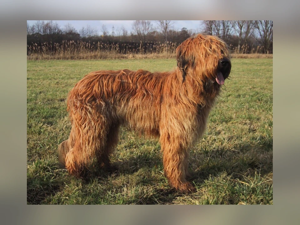 Briard dog in a natural setting