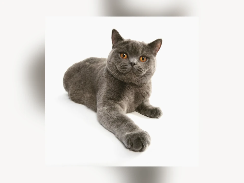 British Shorthair cat in a natural setting