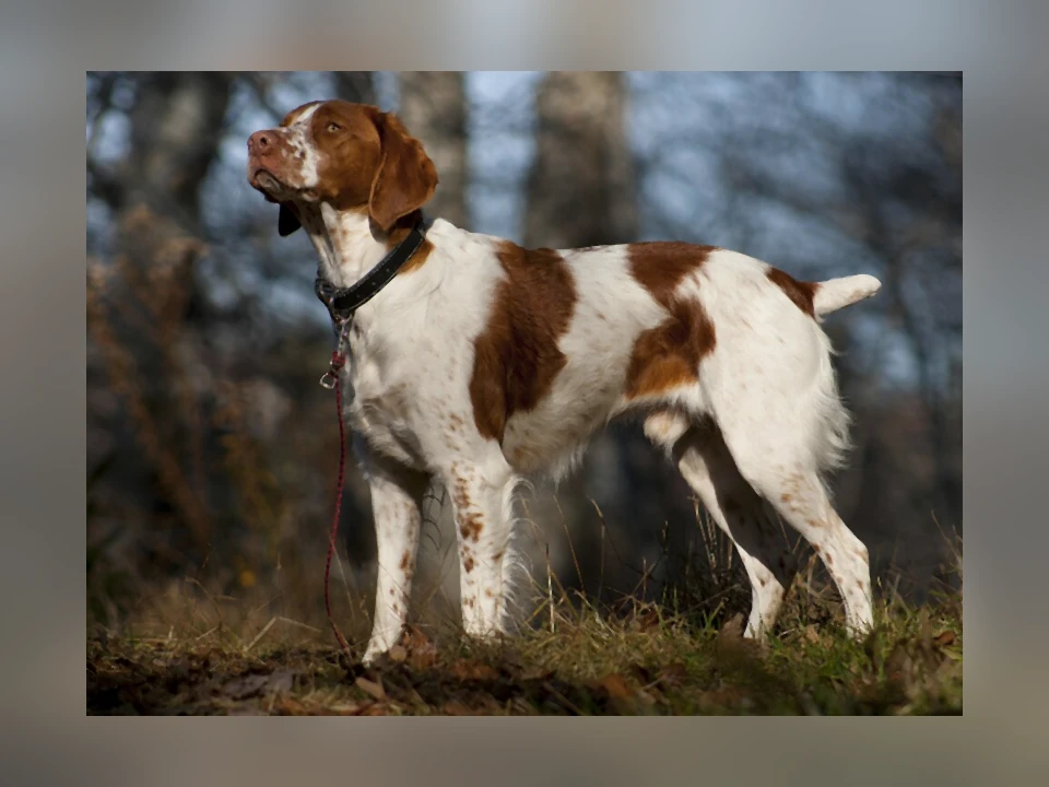 Brittany dog in a natural setting