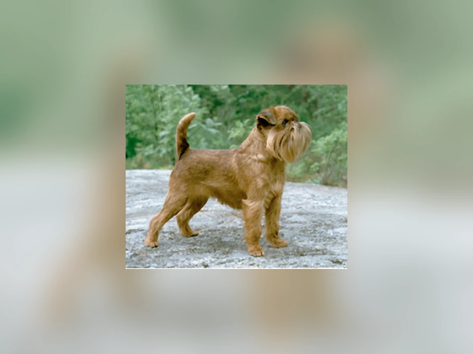 Brussels Griffon dog in a natural setting