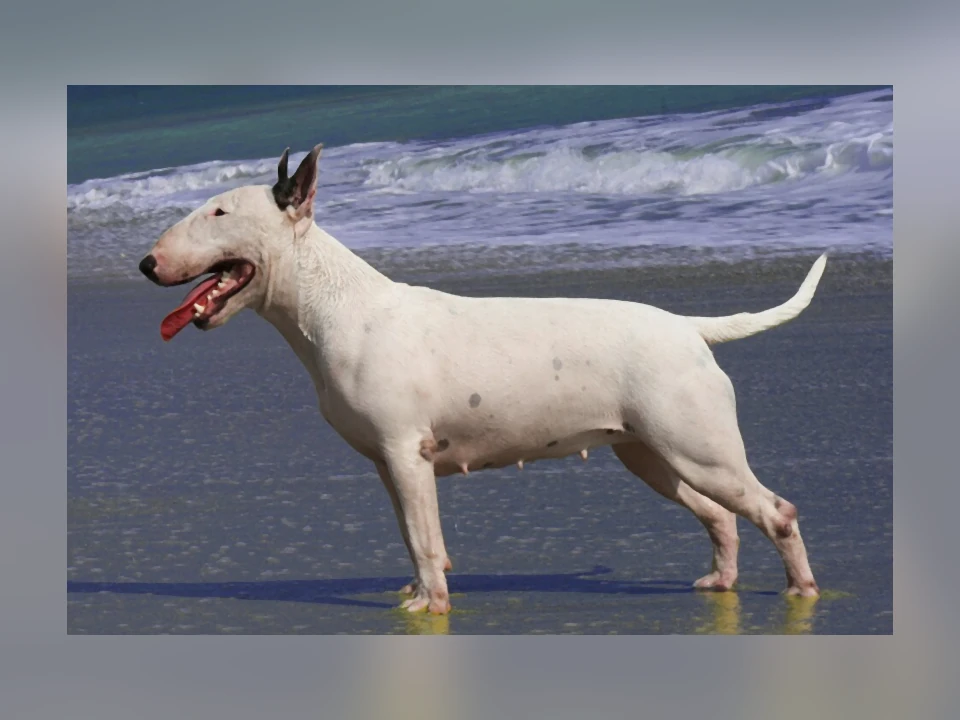 Bull Terrier dog in a natural setting