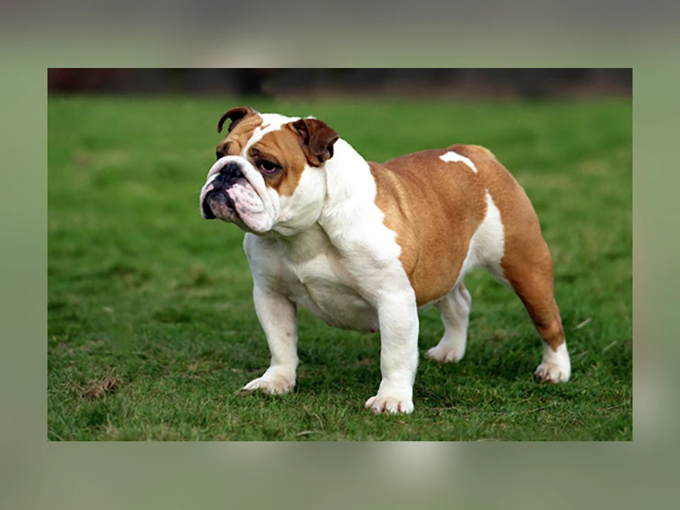 Bulldog dog in a natural setting