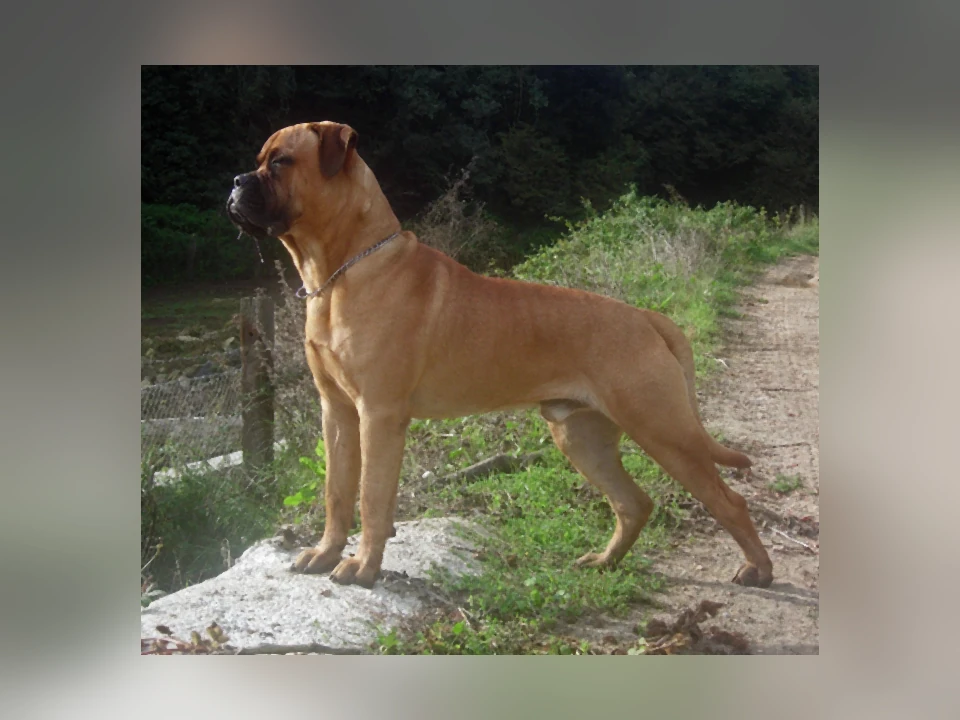 Bullmastiff dog in a natural setting