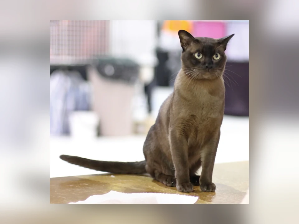 Burmese cat in a natural setting