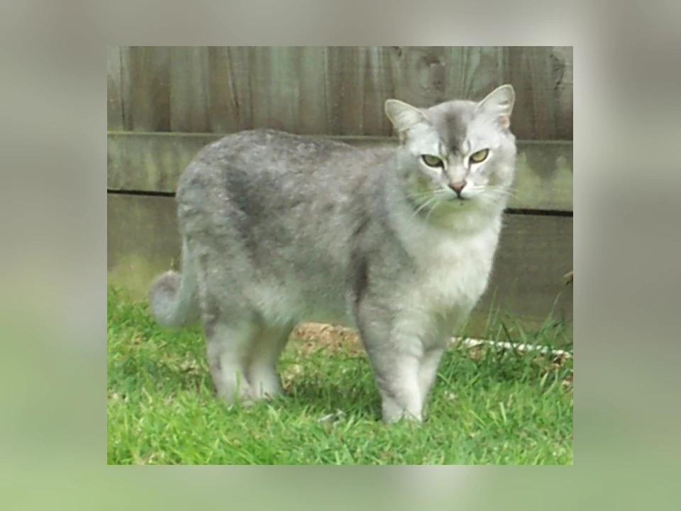 Burmilla cat in a natural setting