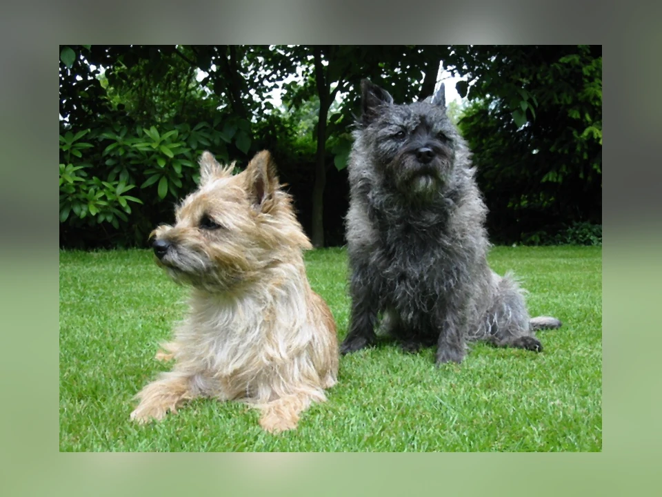 Cairn Terrier dog in a natural setting