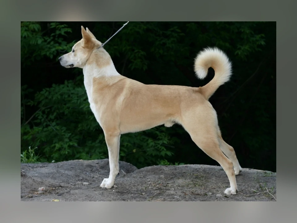 Canaan Dog in a natural setting