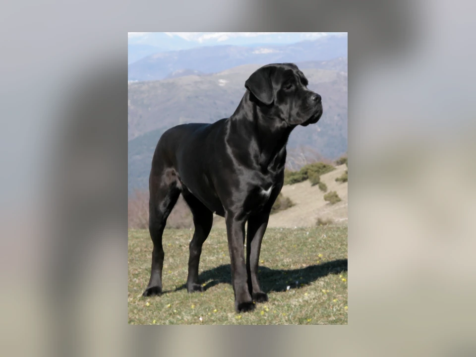 Cane Corso dog in a natural setting