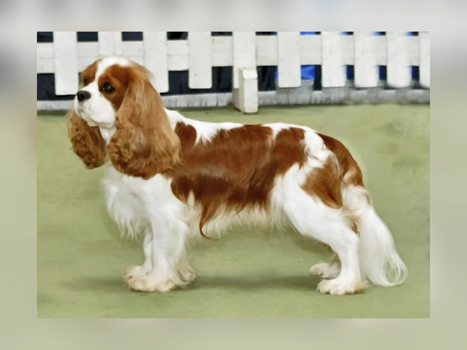 Cavalier King Charles Spaniel dog in a natural setting