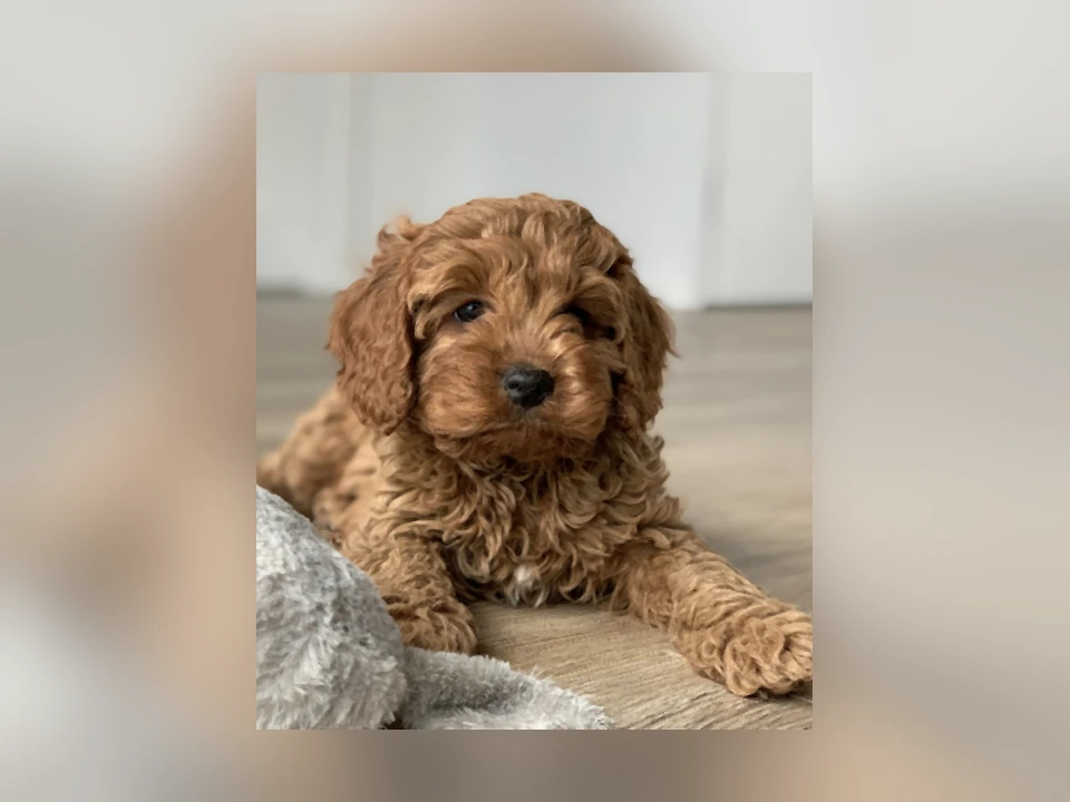 Cavapoo dog in a natural setting