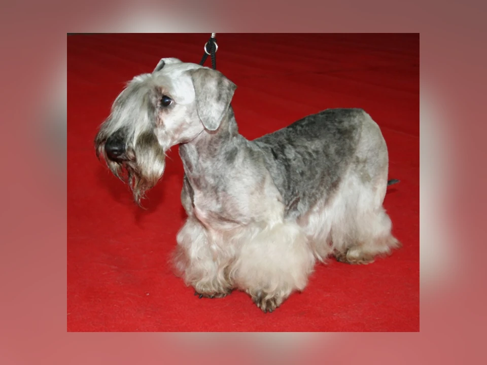 Cesky Terrier dog in a natural setting