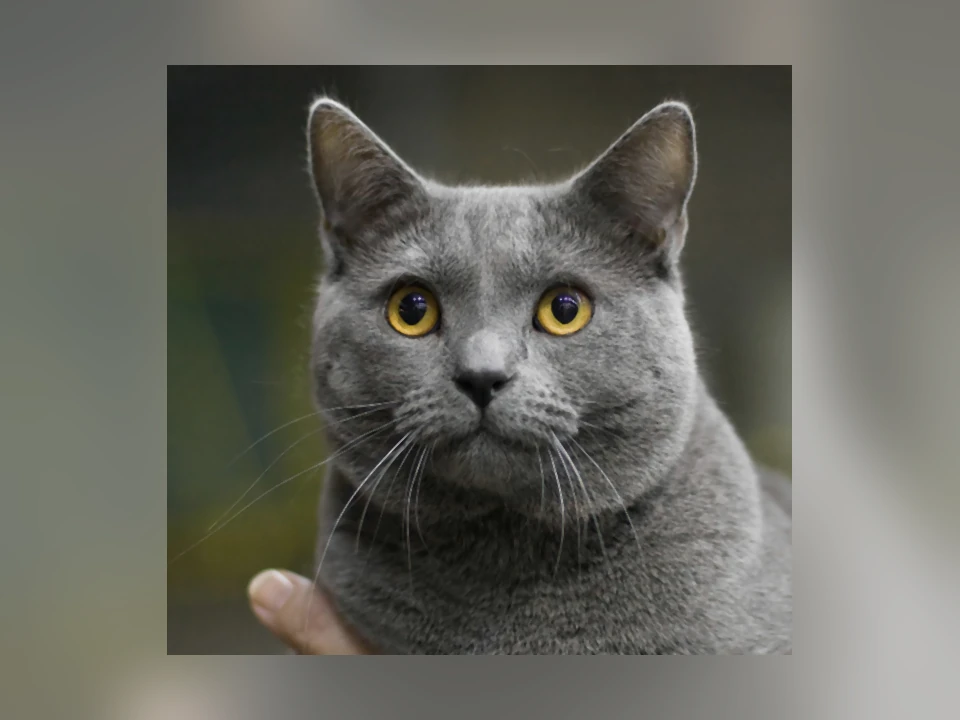 Chartreux cat in a natural setting