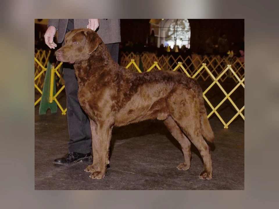 Chesapeake Bay Retriever dog in a natural setting