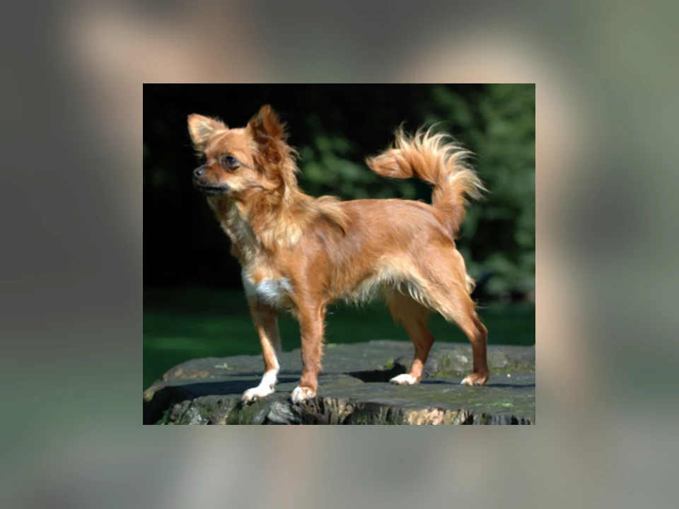Chihuahua dog in a natural setting