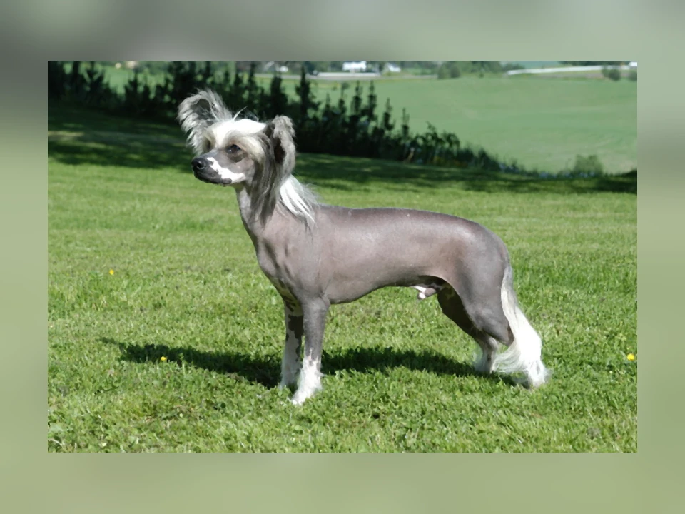 Chinese Crested dog in a natural setting
