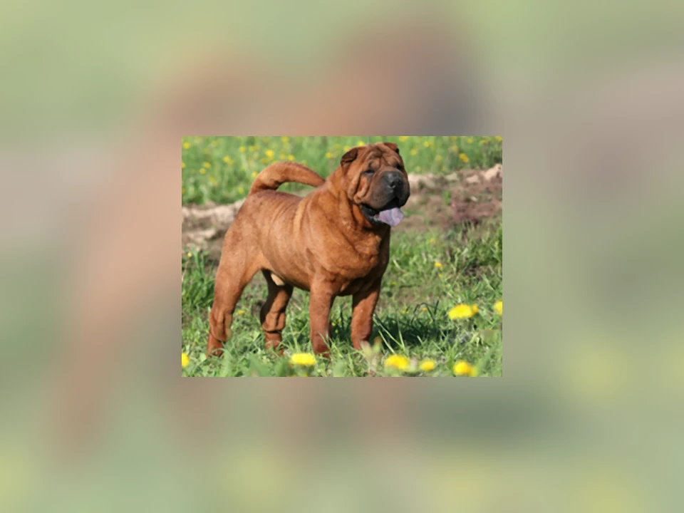 Chinese Shar-Pei dog in a natural setting