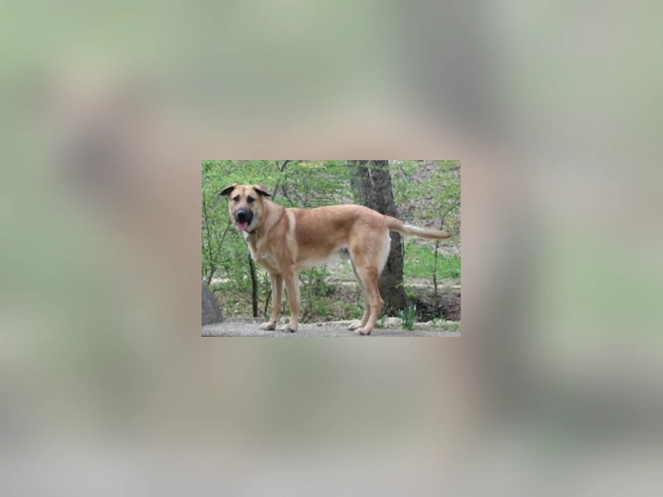 Chinook dog in a natural setting