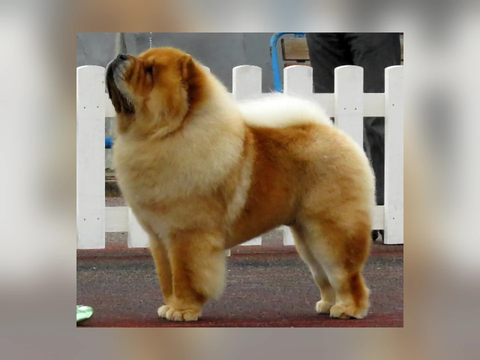 Chow Chow dog in a natural setting