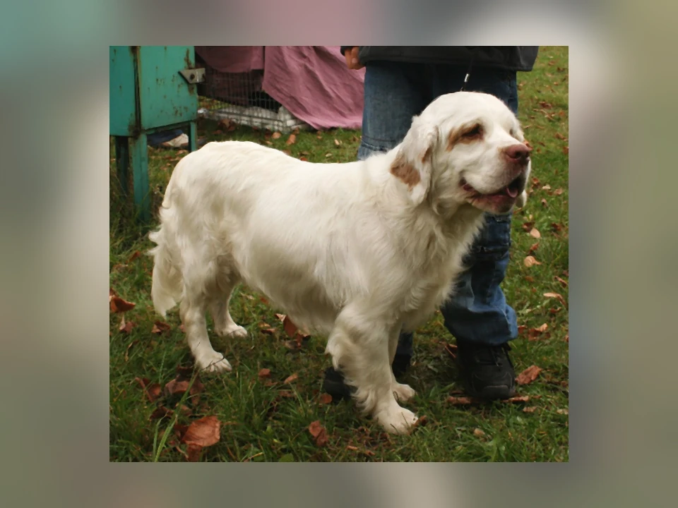 Clumber Spaniel dog in a natural setting