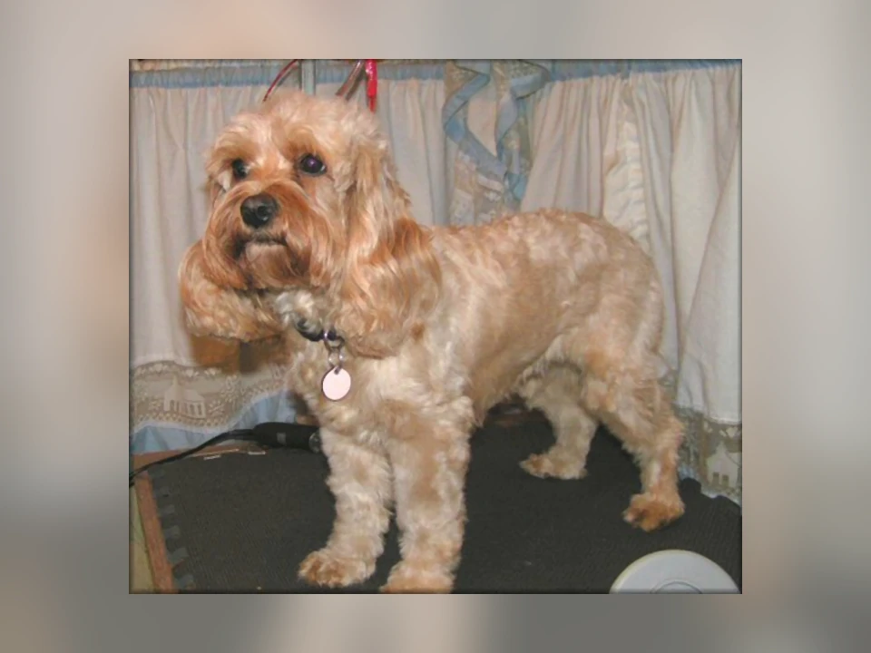 Cockapoo dog in a natural setting
