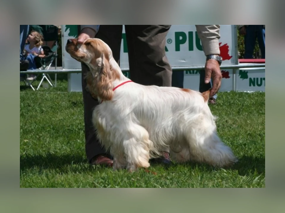 Cocker Spaniel dog in a natural setting