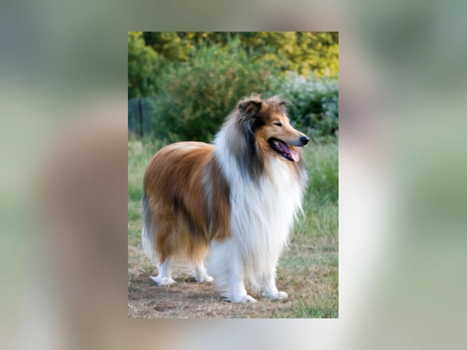 Collie dog in a natural setting