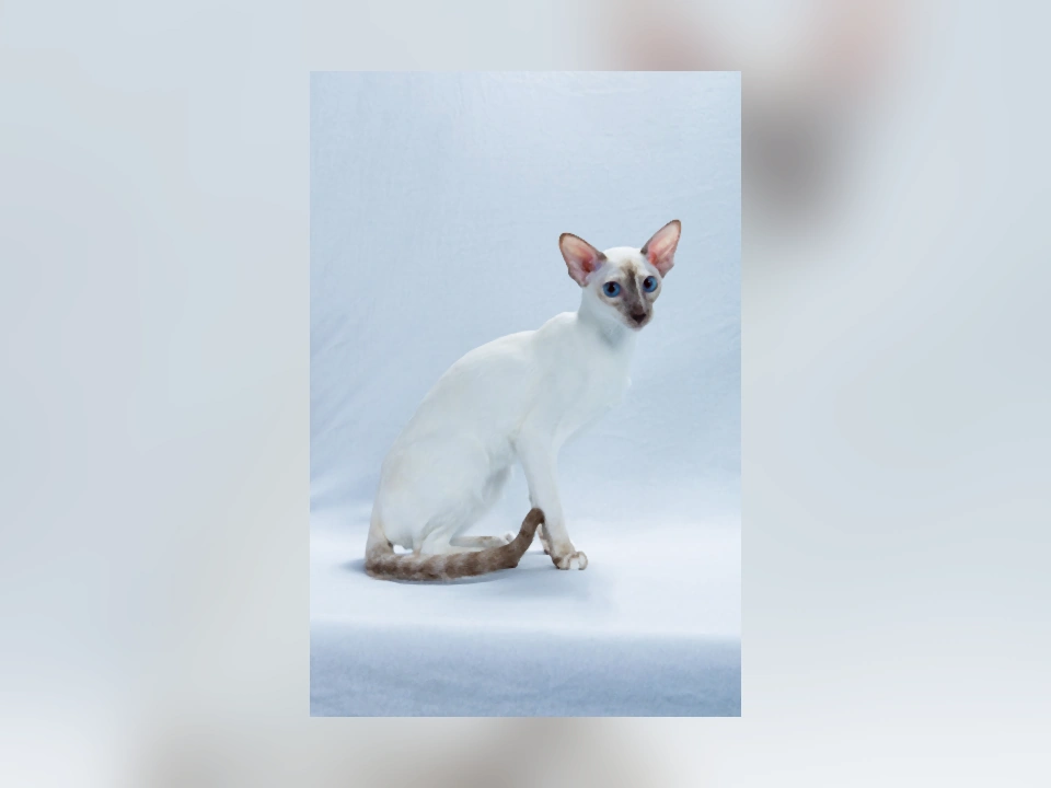 Colorpoint Shorthair cat in a natural setting
