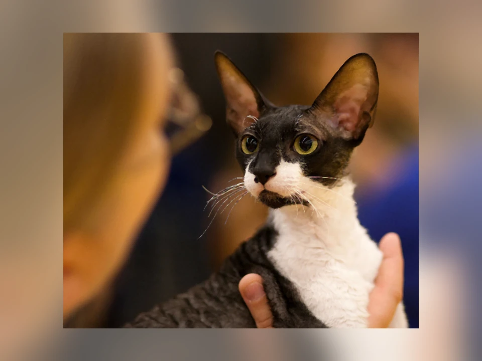 Cornish Rex cat in a natural setting
