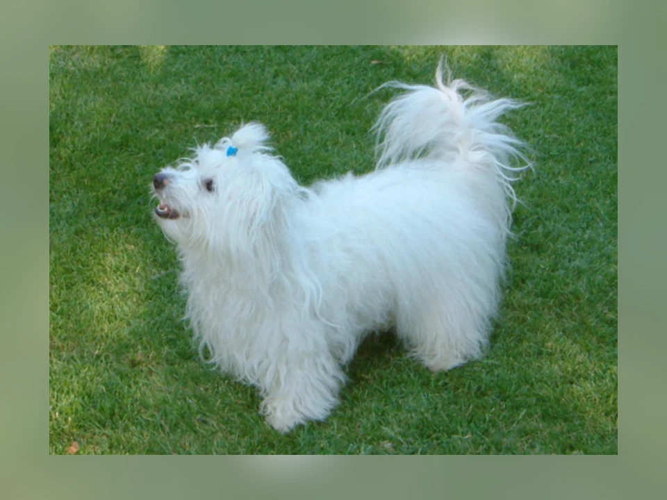 Coton de Tulear dog in a natural setting
