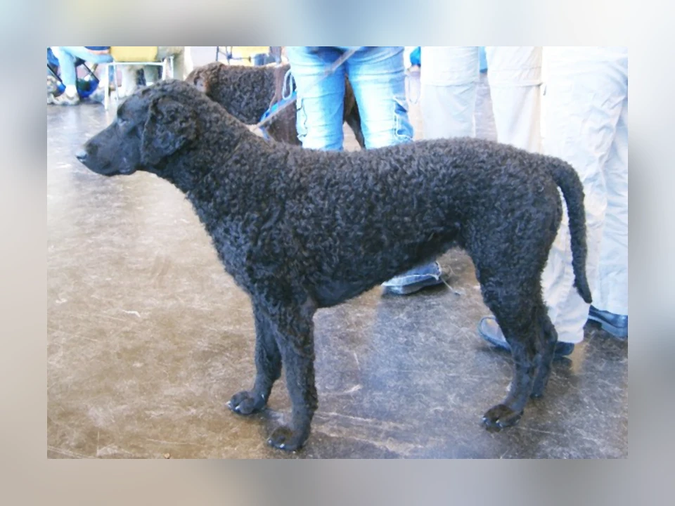 Curly-Coated Retriever dog in a natural setting