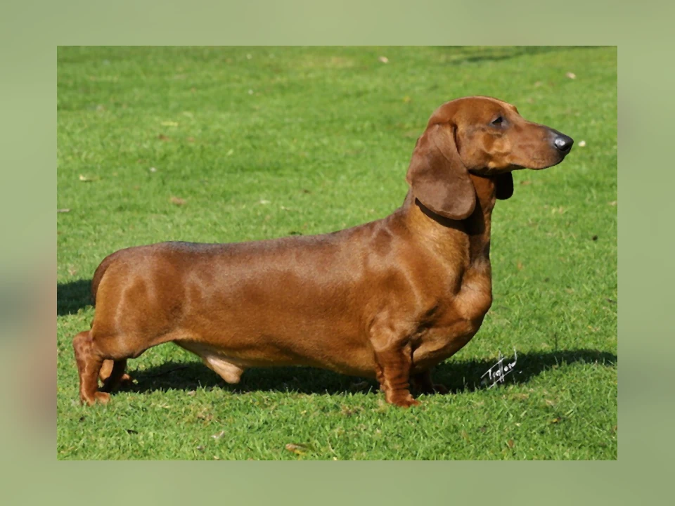 Dachshund dog in a natural setting
