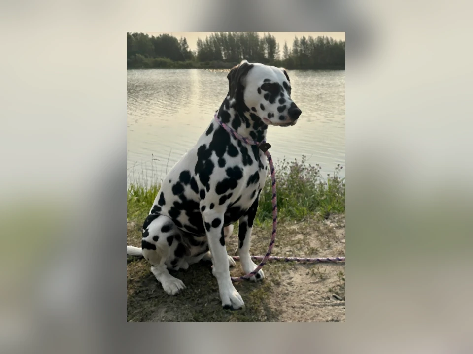 Dalmatian dog in a natural setting