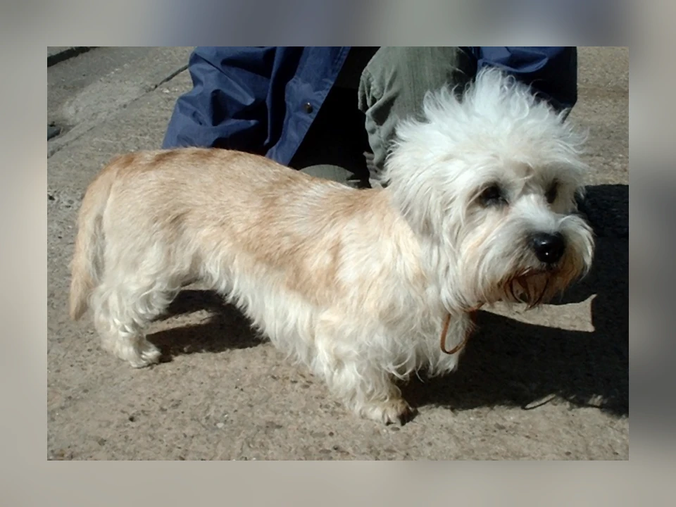 Dandie Dinmont Terrier dog in a natural setting