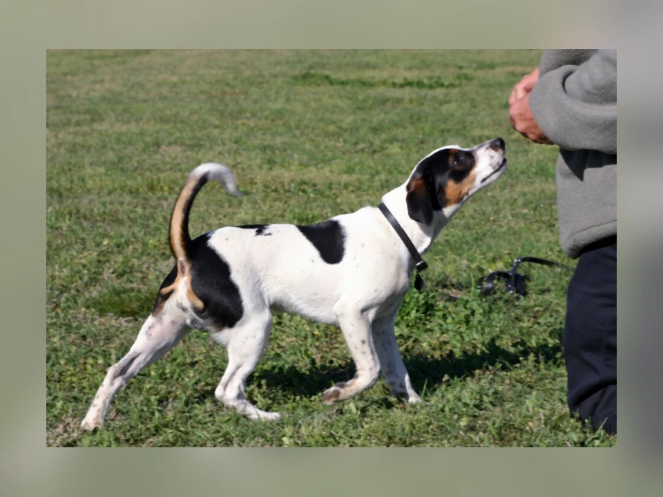 Danish-Swedish Farmdog dog in a natural setting