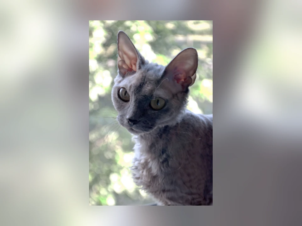 Devon Rex cat in a natural setting