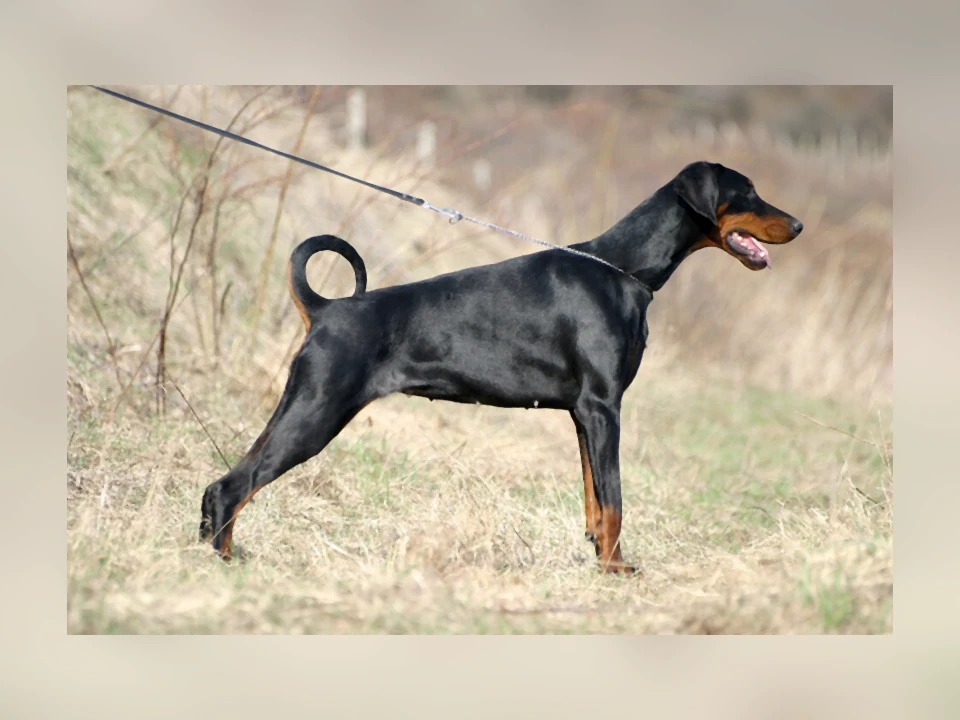 Doberman Pinscher dog in a natural setting