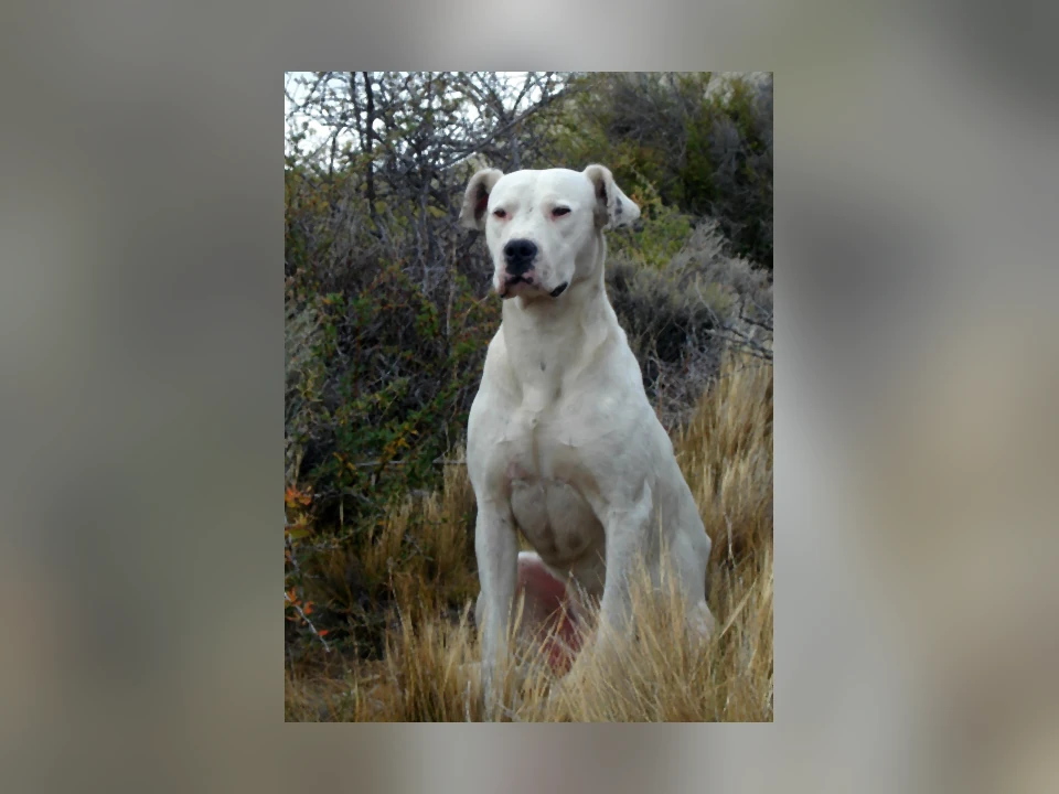Dogo Argentino dog in a natural setting