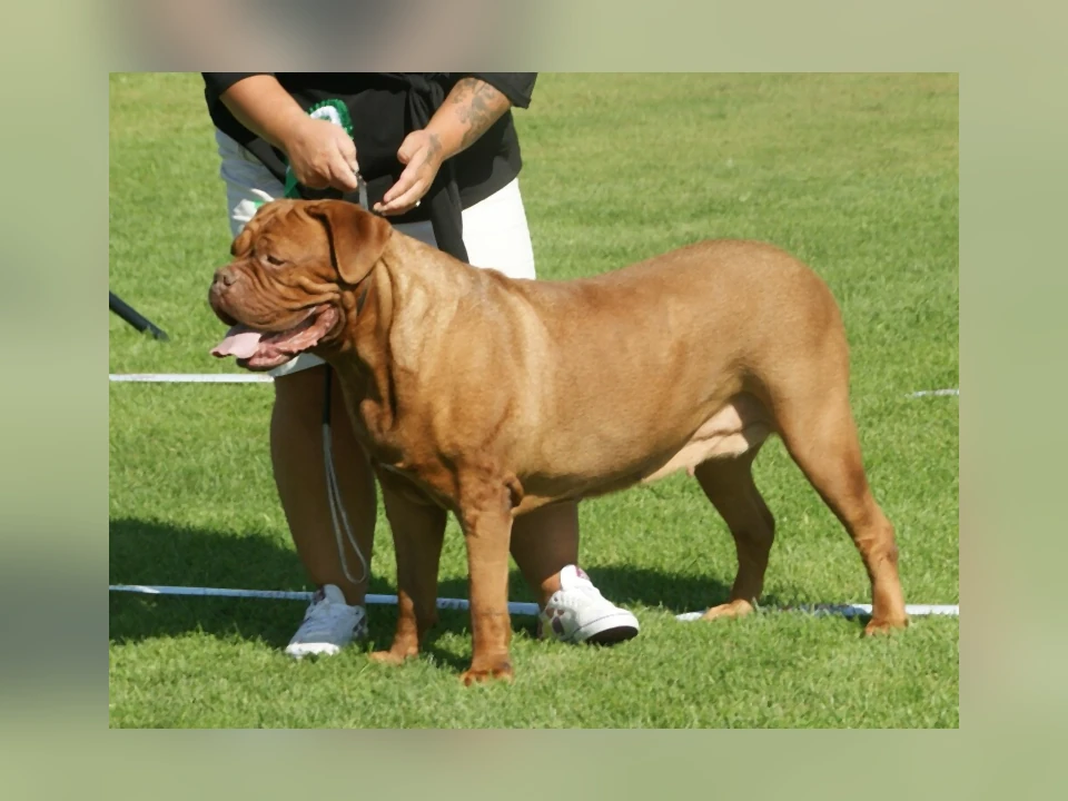 Dogue de Bordeaux dog in a natural setting