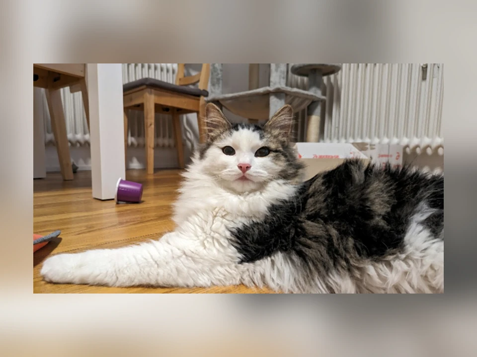 Domestic Longhair cat in a natural setting