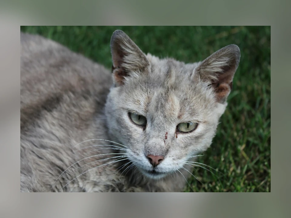 Domestic Shorthair cat in a natural setting