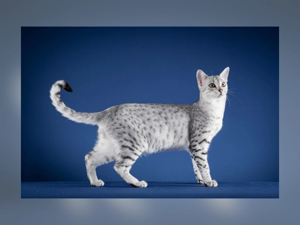 Egyptian Mau cat in a natural setting
