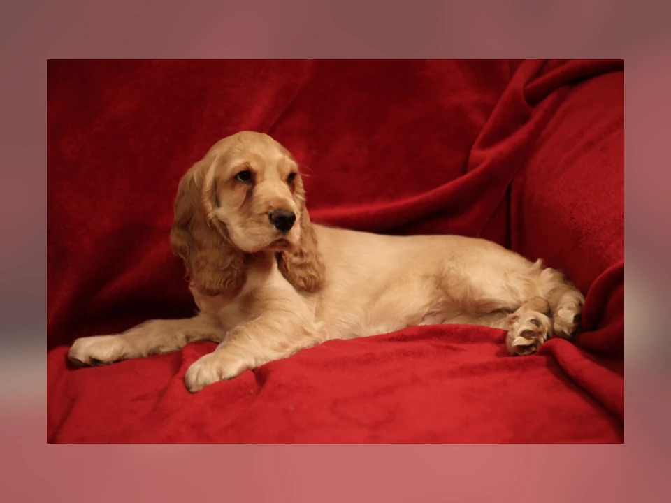 English Cocker Spaniel dog in a natural setting
