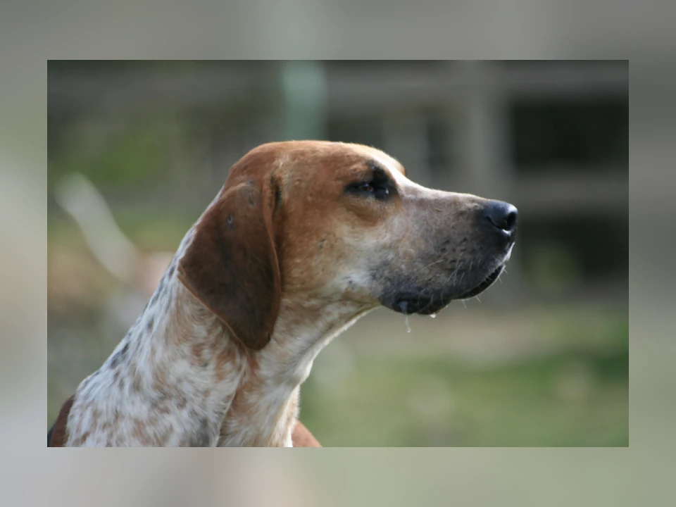 English Foxhound dog in a natural setting