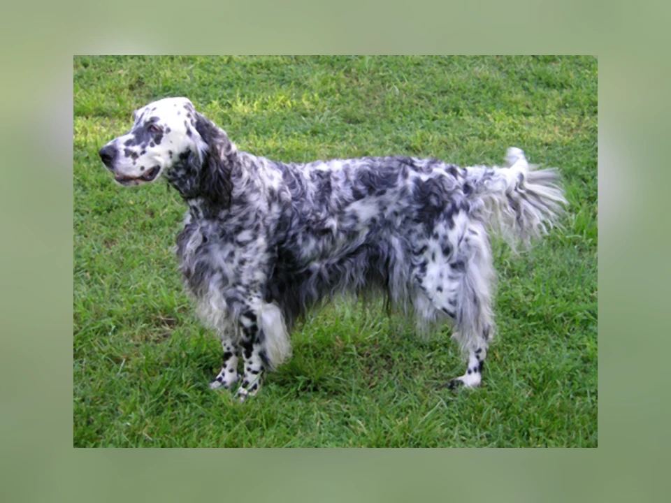 English Setter dog in a natural setting