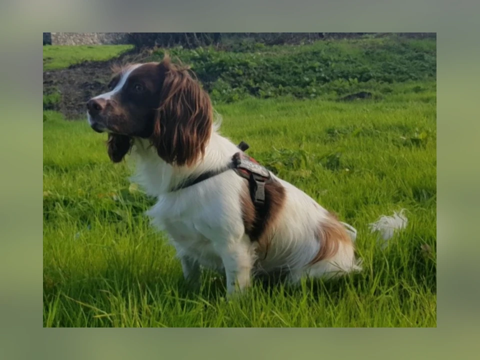 English Springer Spaniel dog in a natural setting